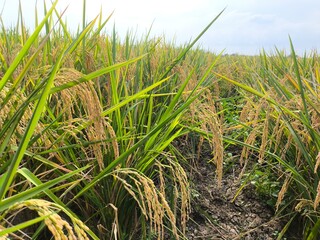 The green rice is ready for harvest