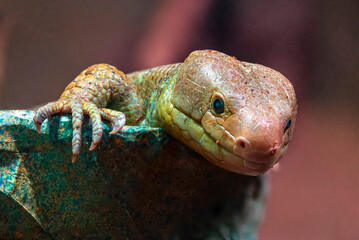 Prehensile-Tailed Skinks are herbivores