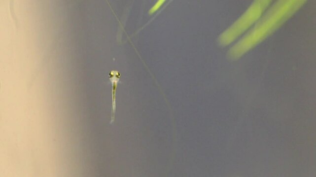 A tiny fry of fish swims up to the microorganism and tries to eat it, but gets scared and swims away. Young fish fry Danio Margaritatus macro view. Translucent whitebait Microrasbora Galaxy. 