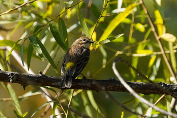 The yellow-rumped warbler (Setophaga coronata) is a regular North American bird species that can be commonly observed all across the continent.