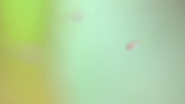 Tiny translucent fish fry swimming. close-up, macro, shallow depth of field. Young fish fry Danio Margaritatus, whitebait Microrasbora Galaxy. Blurred green yellow background.