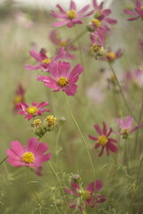 pink flower