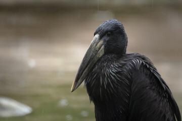 openbill in the rain