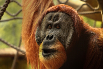 Bornean orangutan, male