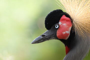 close up of a crane
