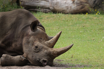 Naklejka premium black rhino in the wild, zoo