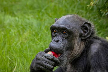 Chimpanzee eat fruit.