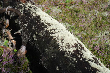 A moss-covered tree trunk. A tall pine tree was blown down by a strong wind in a coniferous forest. The fallen tree trunk turned black over time and was overgrown with light green moss. Heather around