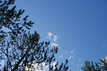 The sky above pine trees. Summer day in the forest. Clear light blue sky above the tops of tall pine trees. The trees have long brown trunks with curved branches on which green needles and cones grow.