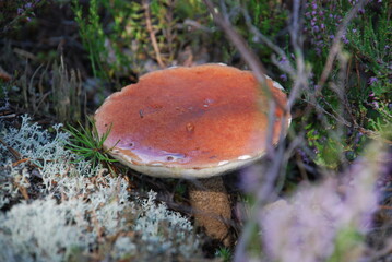 Aspen mushroom among moss. A medium-sized edible mushroom has grown among lichen, moss, fallen...