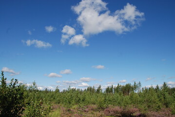 Young coniferous forest. On a summer day, under a clear sky with rare clouds, a young coniferous...