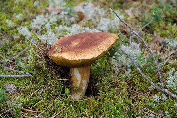 Boletus among moss. A medium-sized edible mushroom, Boletus edulis, has grown among lichen, moss,...
