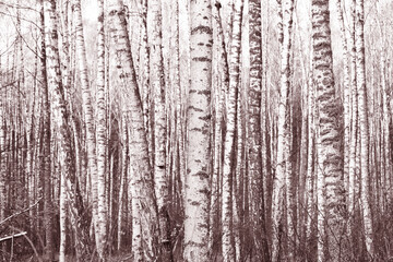 Obraz premium white birches with birch bark in birch grove among other birches