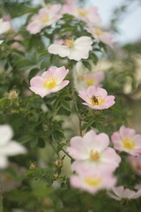 Fototapeta premium pink and white flowers