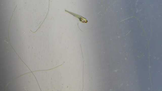Newborn aquarium fish with translucent body learns to swim, makes intermittent movements, searches for food. macro, close-up. Young fish fry Danio Margaritatus, whitebait Microrasbora Galaxy
