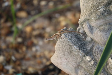 Florida Backyard Brown Anole Lizard 