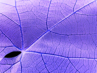 Abstract violet leaf texture and pattern - natural background. Topics: abstraction, botany, beauty of nature, macro, wallpaper, natural environment, flora
