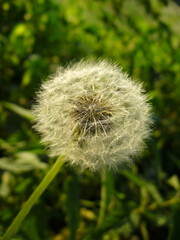 Obraz premium Common dandelion, Taraxacum officinale - green stem with seeds, close-up shot. Topics: blooming, botany, beauty of nature, macro, ecology, natural environment, flora, garden, season