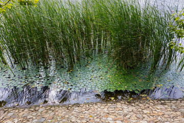 Green tall grass in the water