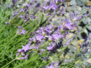 Purple lavender flowers on green stems - natural floral background. Topics: beauty of nature, blooming, aromatherapy, natural environment, vegetation, season, summer