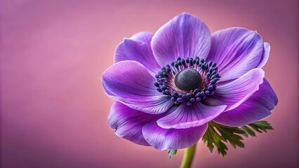 Obraz premium Purple anemone flower blooming on dusty pink background in wide-angle shot
