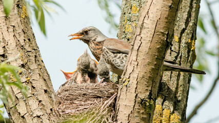 red tailed hawk © lazalnik