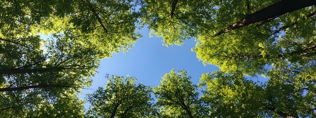 Obraz premium A wide-angle view of the canopy above, showcasing tall trees with lush green leaves against a clear blue sky