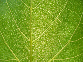 Grape bush leaf texture and pattern - green natural background. Topics: botany, beauty of nature, macro, wallpaper, ecology, natural environment, flora