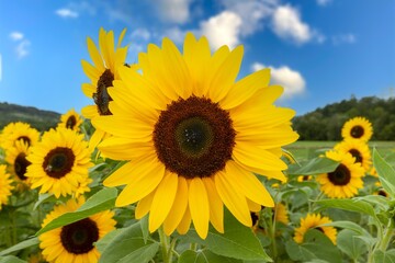 Fototapeta premium Panoramic image of a colorful field of sunflowers against a blue sky