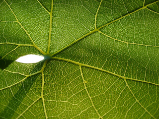 Grape bush leaf texture and pattern - green natural background. Topics: botany, beauty of nature, macro, wallpaper, ecology, natural environment, flora