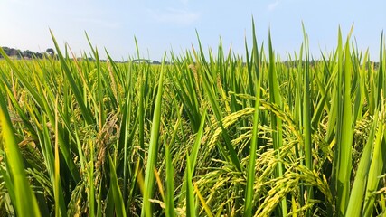 The green rice is ready for harvest