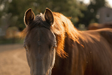 portrait of a horse