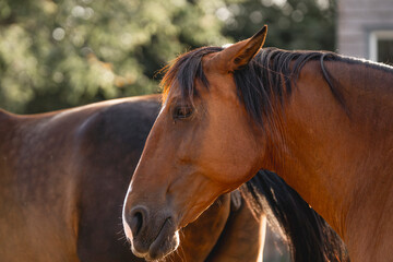 horses horse living in paddock paradise equine grumpy angry