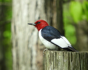 Red-headed Woodpecker (Melanerpes erythrocephalus) North American Bird