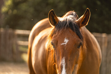 horses horse living in paddock paradise equine ears