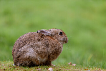 Cute single  Bunny Rabbit, Oryctolagus cuniculus on the green grass natural habitat environment, Wild Ireland