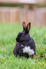 Cute single  Bunny Rabbit, Oryctolagus cuniculus on the green grass natural habitat environment, Wild Ireland