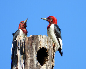 Red-headed Woodpecker (Melanerpes erythrocephalus) North American Bird
