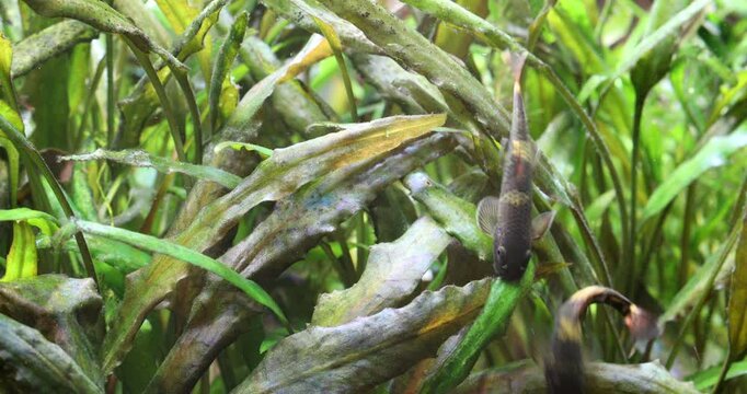 Two Garra Flavatra fish swim and eat algae and bacterial plaque on the leaves of a Criptocoryne plant. 