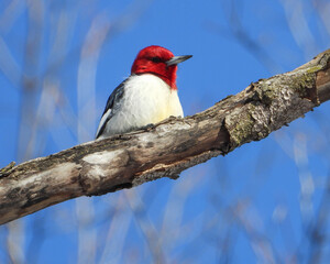 Red-headed Woodpecker (Melanerpes erythrocephalus) North American Bird