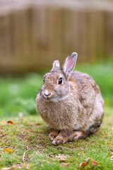 Cute single  Bunny Rabbit, Oryctolagus cuniculus on the green grass natural habitat environment, Wild Ireland