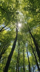 Obraz premium A wide-angle view of the canopy above, showcasing tall trees with lush green leaves against a clear blue sky