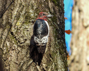 Red-headed Woodpecker (Melanerpes erythrocephalus) North American Bird