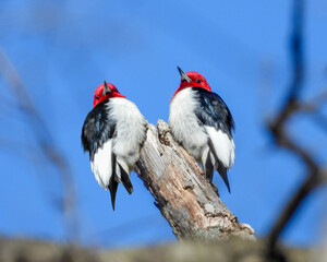 Red-headed Woodpecker (Melanerpes erythrocephalus) North American Bird