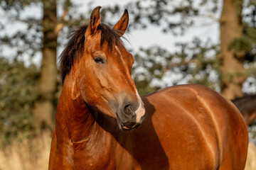 Fototapeta premium brown new forest pony horse portrait pretty bay