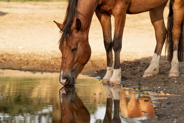 Fototapeta premium horses horse living in paddock paradise equine