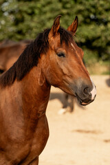 brown new forest pony horse portrait pretty bay