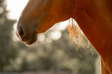brown horse nose during sunset rest