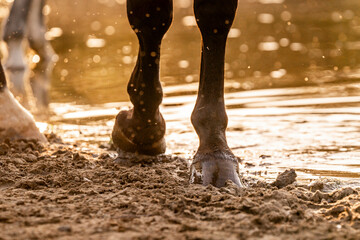 horse feet hoof hooves water natural sunset equine