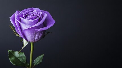 Fototapeta premium Purple rose on green stem against black backdrop